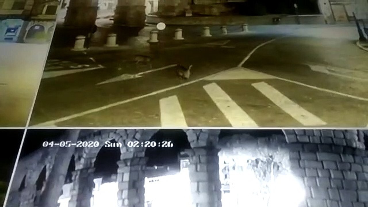 Dos gamos pasean por el centro de Segovia