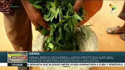 Kenia: granjeros utilizan pesticida orgánico