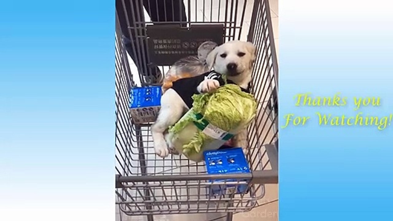 Just for laugh Animals Compilation