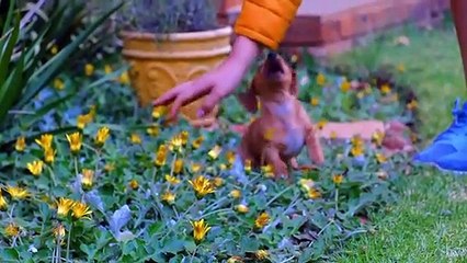 Ce chiot qui court est la vidéo la plus mignonne du jour !
