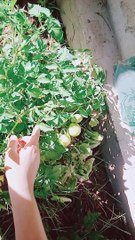 How to grow tomatoes at home