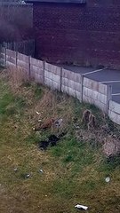 Un renard trouve un chausson... nouveau jouet