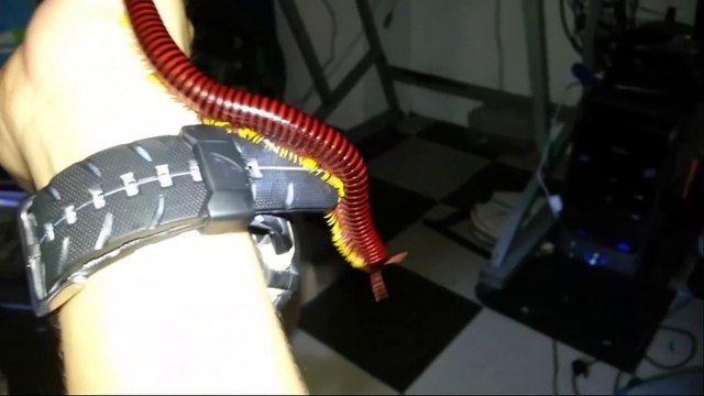 Son mille-pattes de compagnie est terrifiant et magnifique