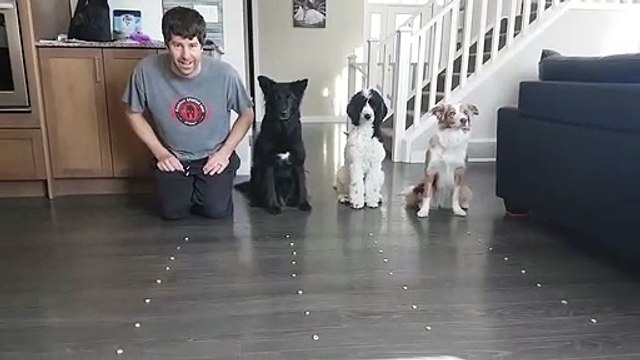 Il s'occupe avec ses 3 chiens pendant le confinement : croquette challenge