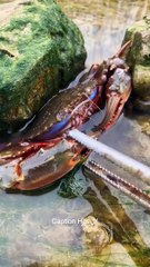 Amazing Fishing Catching Sea Food on The Beach