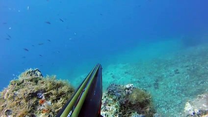 Zıpkınla Liça Balığı 11 KG - Spearfishing 24lb Lica Fish
