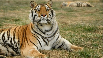 'Tiger King's' John Finlay Has Actor In Mind To Play Him
