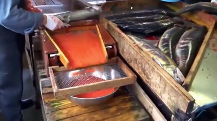 Somon Nasıl Temizlenir Milyonlarca Somon Yumurtası - How to Clean Salmon Millions of Salmon Eggs