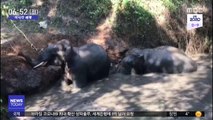 [이 시각 세계] '봉쇄령' 인도서 야생 코끼리 출몰 '빈번'