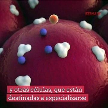¿Qué son las células madre?