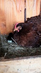 Even Chickens Are Struggling With Naughty Kids in Isolation