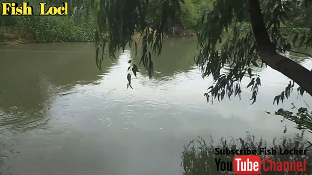 Muddy River catfish fishing | catfish bait and rigs