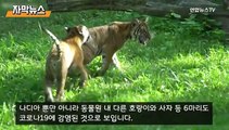 [자막뉴스] 호랑이도 코로나19 확진…세계 최초 사례