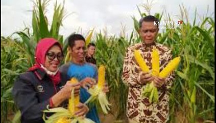 Gubernur Sulsel Panen Jagung Varietas Benih Unggul Asal Jepang