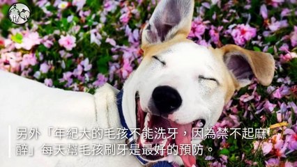 petmao_nownews-copy4-20200406-13:47