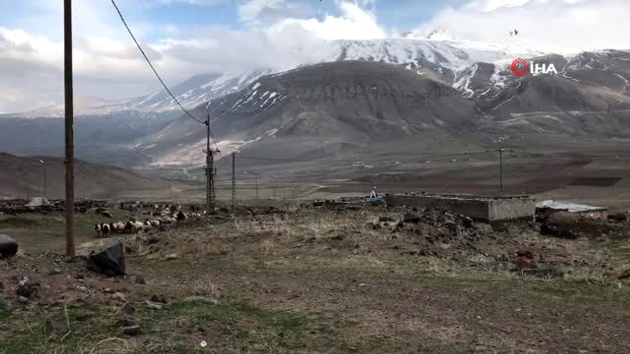 Süt kuzuları anneleriyle böyle buluştu