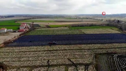 Beyaz lahana tarlada hasat bekliyor