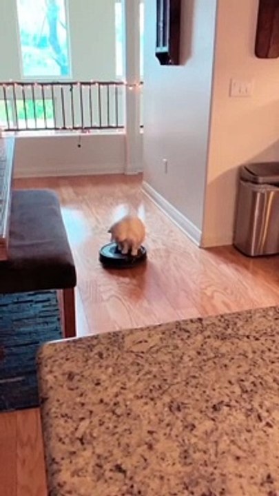 Kitty Rides out Isolation on Roomba
