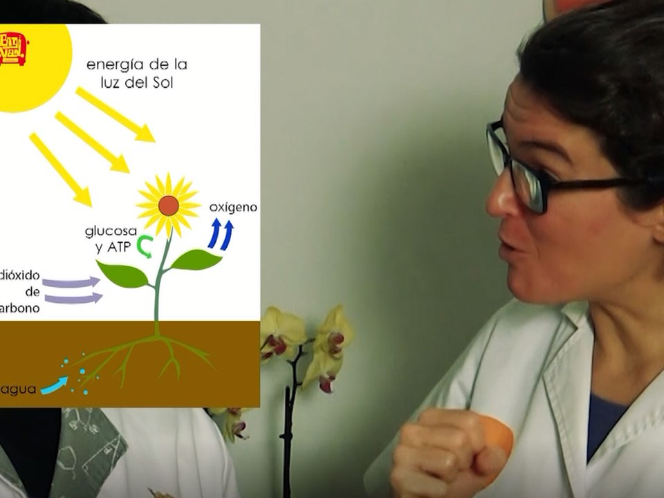 Clowntífics: ¿por qué se caen las hojas de los árboles?