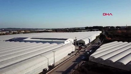 ANTALYA Güneş enerjisiyle muz üretimi