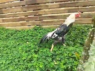 shamo jpn - grey shamo