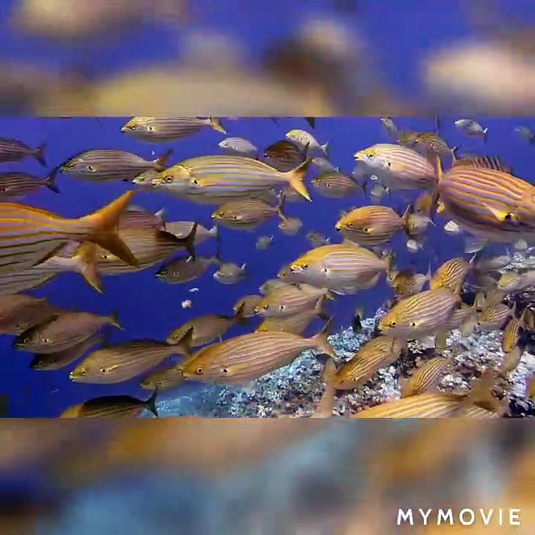 8K Ultra HD| Under Water Life |Ocen Life