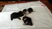 OSMANİYE-Anneleri ölen yavru kedilere, özel yapım kuvözde tedavi