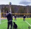Ce chien est un excellent joueur de volley-ball
