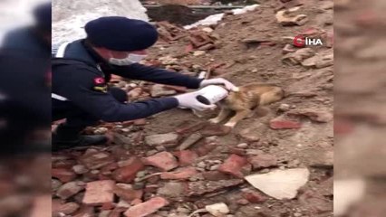 Kafası konserve kutusuna sıkışan yavru köpeğin yardımına jandarma yetişti