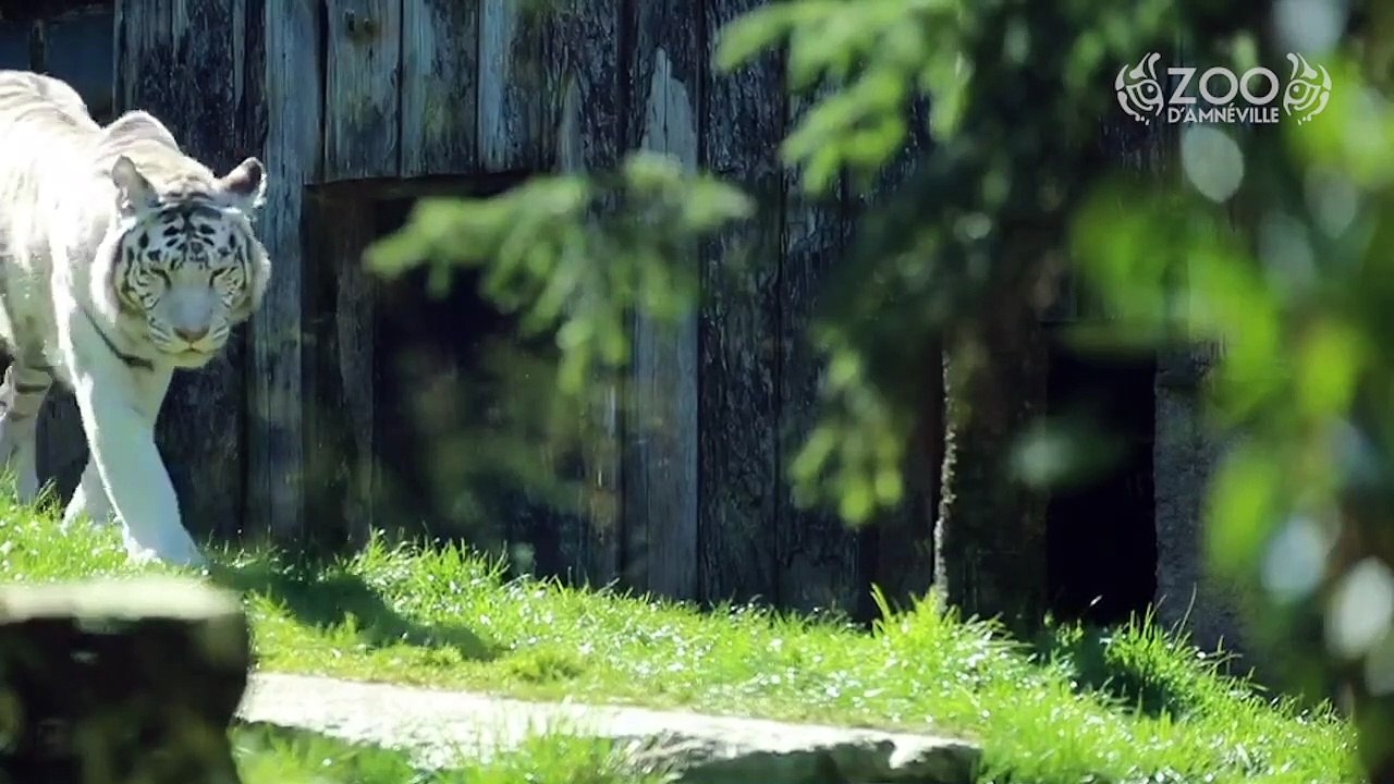 Voici les bébés tigres blancs du zoo d’Amnéville