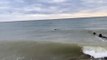 Seal spotted on Worthing Beach