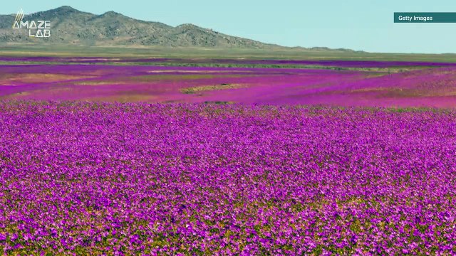 Chilean Desert Comes Alive With Rare Super Flower Bloom