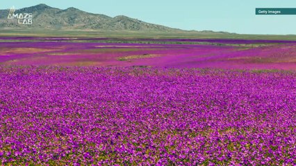 Chilean Desert Comes Alive With Rare Super Flower Bloom