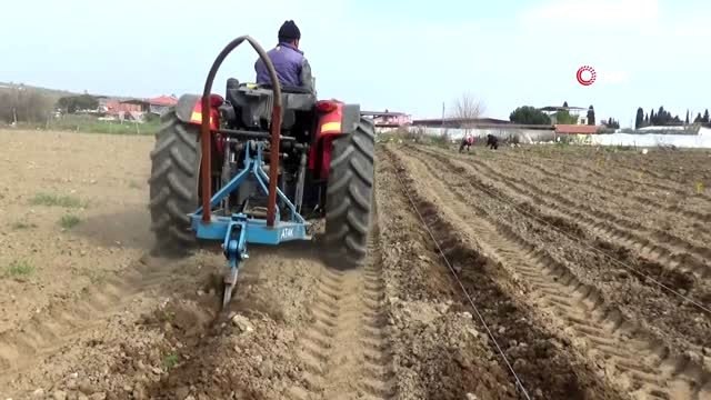 Salihli Ovası'nda Kırmızı Altın'da dikim zamanı