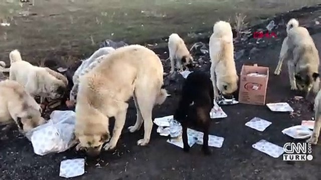 Aç kalan sokak hayvanlarını polis besledi