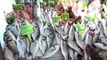 Vatandaş Ucuz Balık Yesin Diye Fiyatları Yarı Yarıya Düşürdü