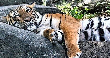 Un tigre du zoo de New York testé positif au coronavirus après avoir été contaminé par un gardien