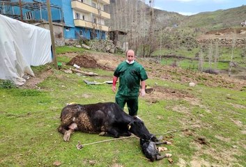Acı içinde kıvranan ineğin doğumunu Tarım ve Orman Müdürü gerçekleştirdi