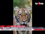 Harimau di Kebun Binatang Amerika Positif Corona