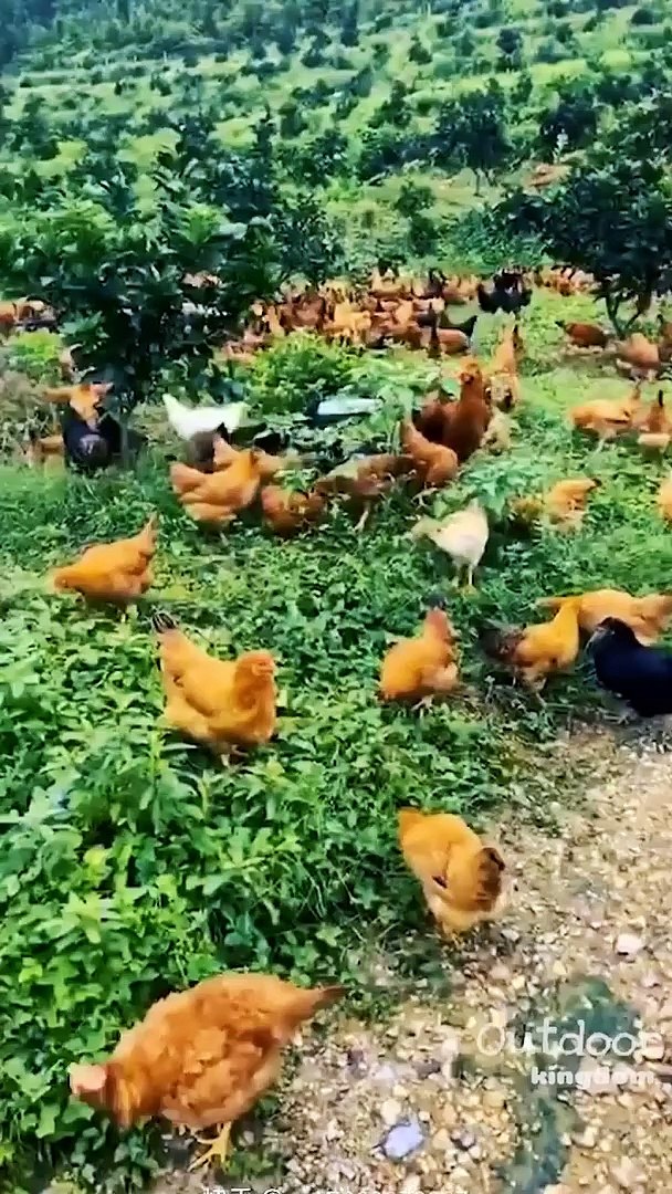 Chicken farm. Tree full of chickens.