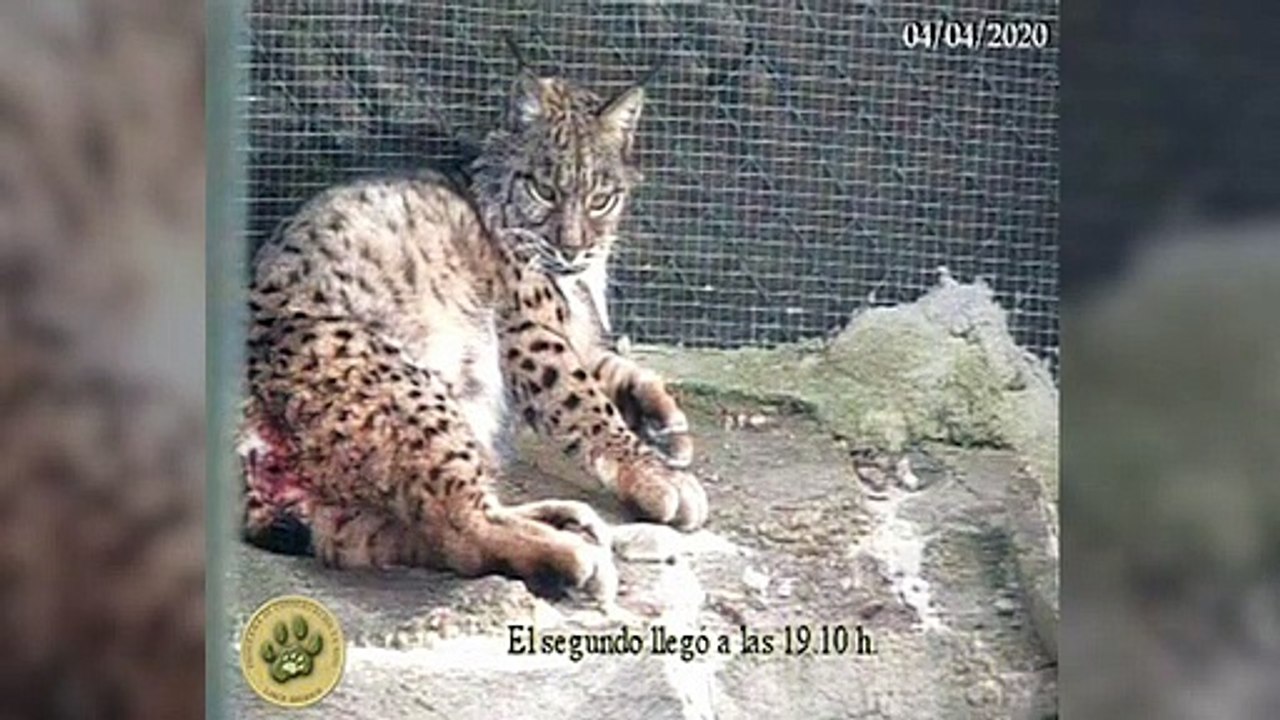 Nacen nuevas crías de lince ibérico en Zarza de Granadilla