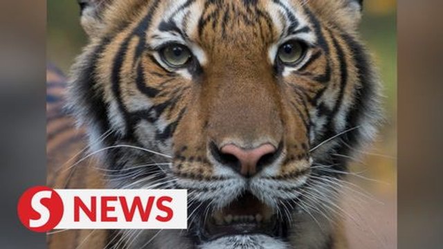 Tiger at New York's Bronx Zoo tests positive for coronavirus