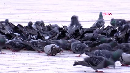 İSTANBUL'DA MEYDANLAR BOŞ, KUŞLAR AÇ KALDI