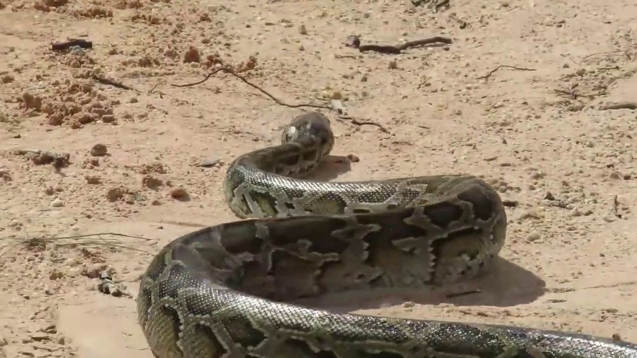 Experiment :  Coca Cola Catch Anaconda In Underground Hole - How to catch anaconda Using Coca Cola