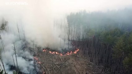 Ég az erdő Csernobil határában