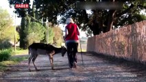 İtalyan ailenin yeni üyesi kendini köpek sanan geyik