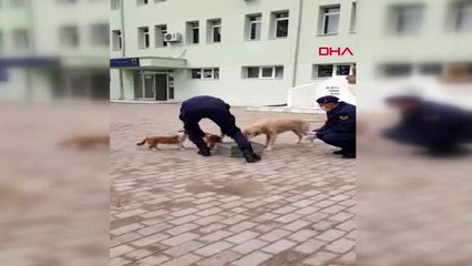 UŞAK Sokak hayvanlarını jandarma besledi