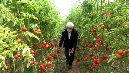 Mersin'de domatesler dalında kaldı