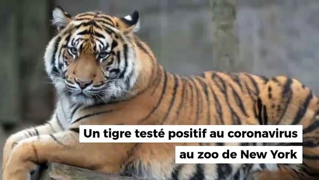 Un tigre testé positif au coronavirus au zoo de New York
