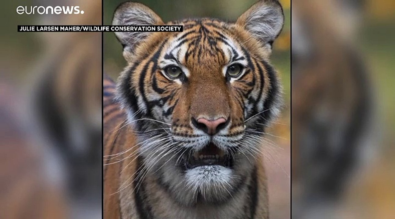 Dans le zoo du Bronx, une tigresse testée positive au Covid-19